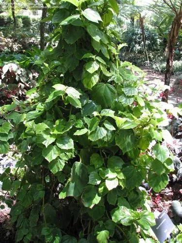 Morning-glory Begonia