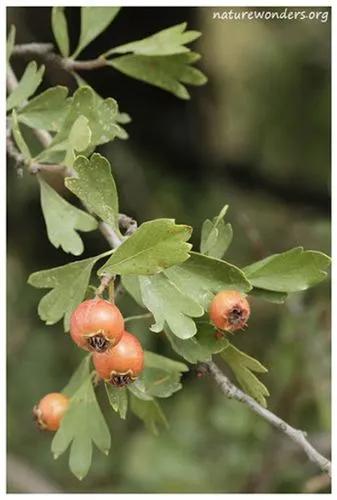 Crataegus Azarolus