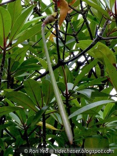 Blume Mangrove