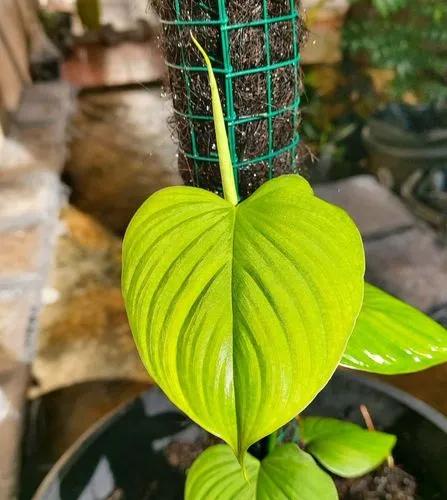 Philodendron Peru