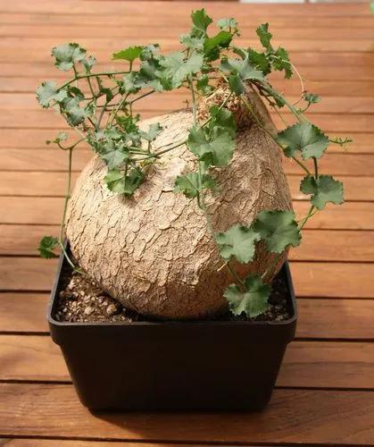 Slimlobe Globeberry