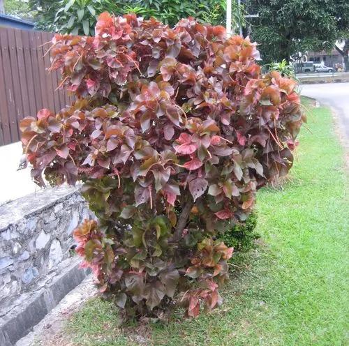 Acalypha Diversifolia