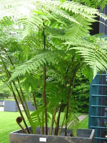 Australian Tree Fern