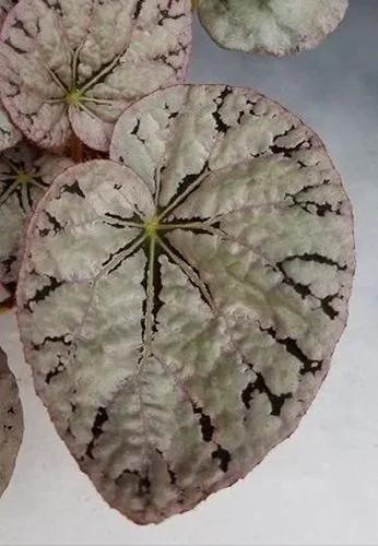 Begonia “silver Dollar”