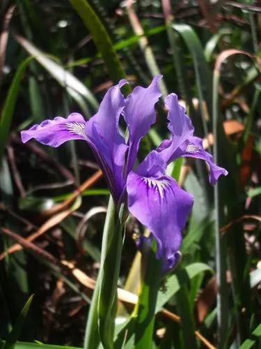 Douglas Iris