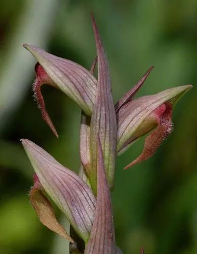 Serapias Parviflora