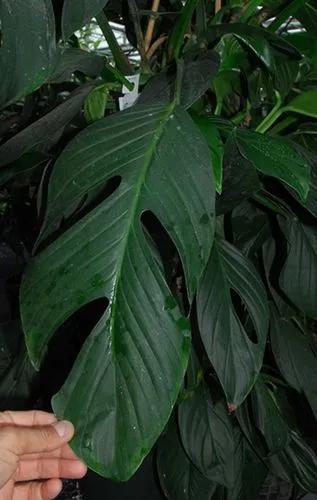 Monstera Oreophila