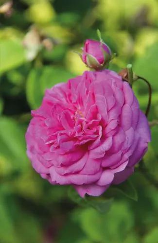 Rose Cabbage