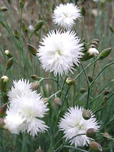 Dianthus Plumarius