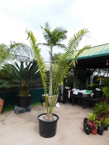 Kwango Giant Cycad