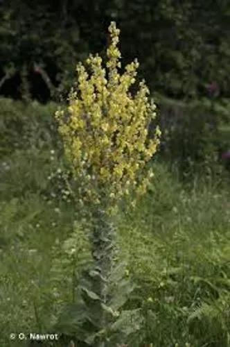 Hoary Mullein, Broad-Leaf Mullein