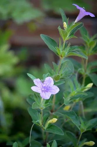 Ruellia Humilis