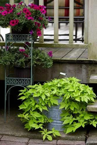 Sweet Potato Vine