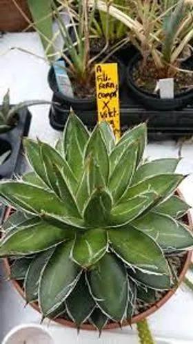 Agave Filifera