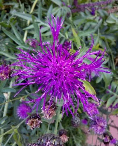 Brown Knapweed