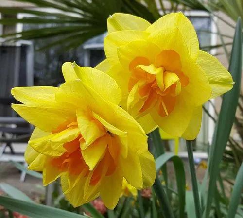 Giant Peruvian Daffodil