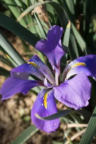 Iris Unguicularis