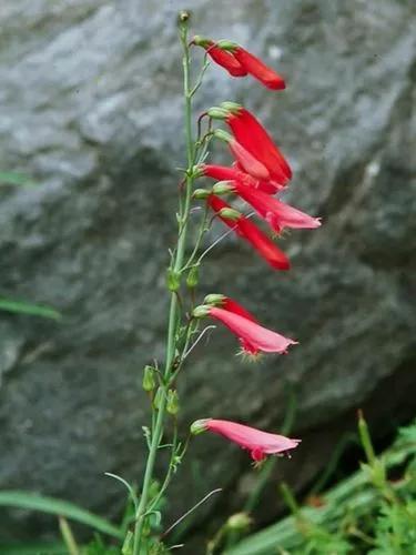 Penstemon Barbatus