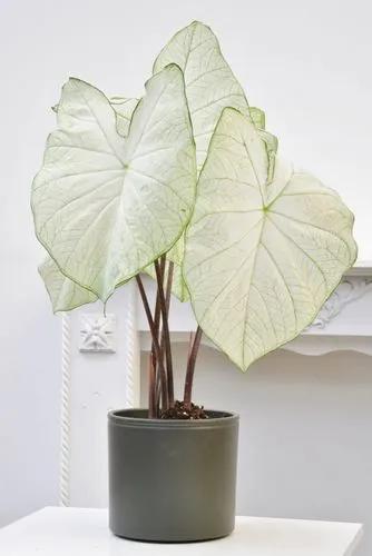 Florida Moonlight Caladiums