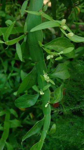 Ribbon Bush