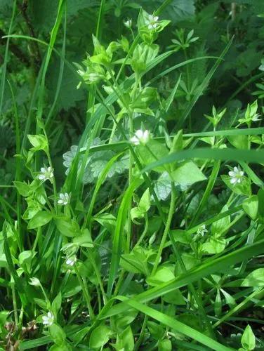 Apetalous Sandwort