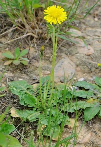 Italian Hawksbeard