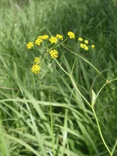 Bupleurum Falcatum