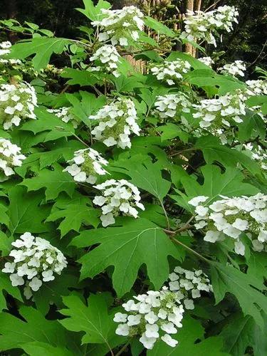 Hydrangea Quercifolia