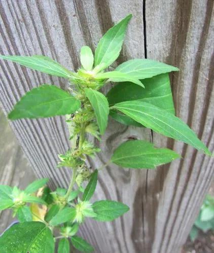 Virginia Threeseed Mercury