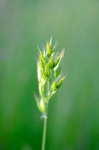 Soft Brome