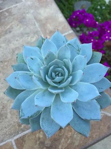 Peacock Echeveria