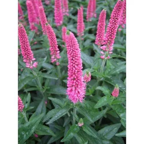 Speedwell First Love