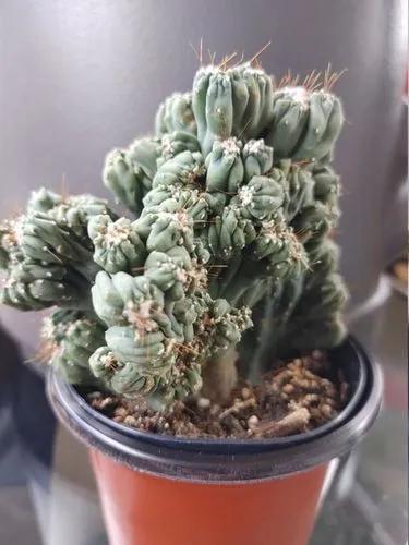 Ming Thing Cactus