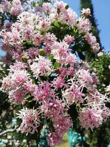 Pom Pom Tree