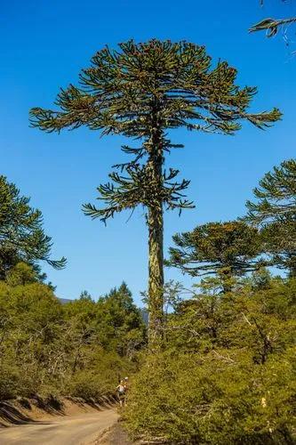 Monkey Puzzle Plant