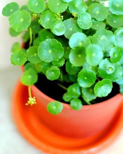 Water Pennywort