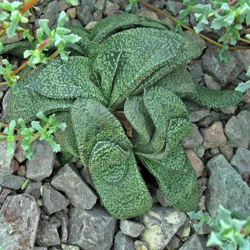 Gasteria Nitida