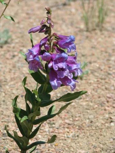 Blackbeard Penstemon