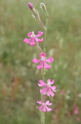 Dense-Flowered Catchfly