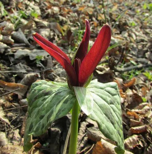 Giant Trillium