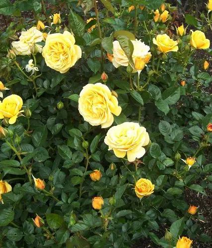 Julia Child Rose