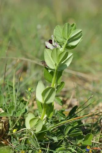Vicia johannis
