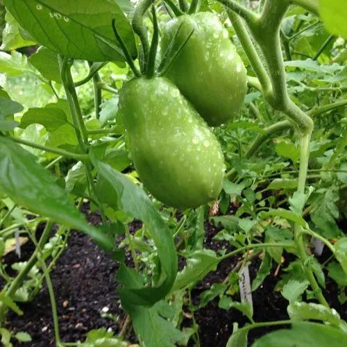 Purple Russian Tomato