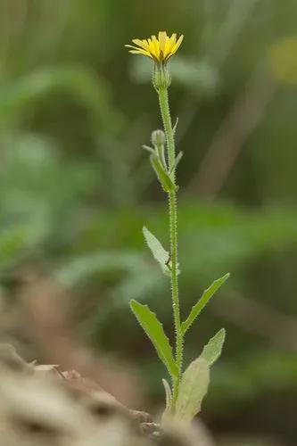 Little-Flowered Throat