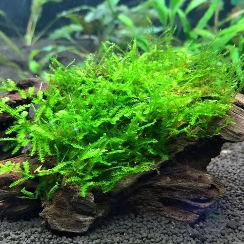 Java Moss