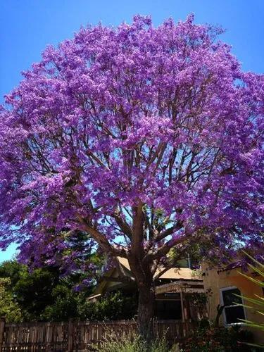 Jacaranda Arborea