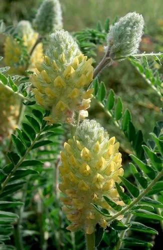 Astragalus Alopecuroides