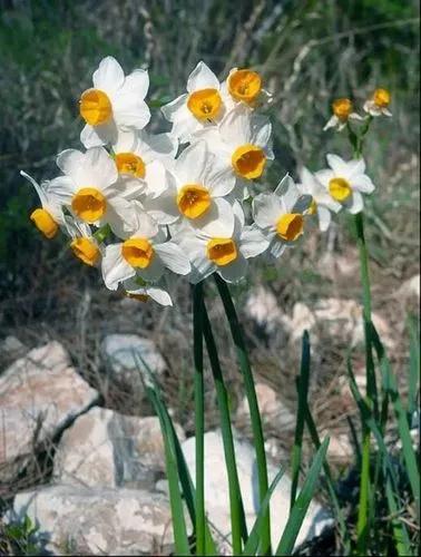 Large-cupped Daffodil