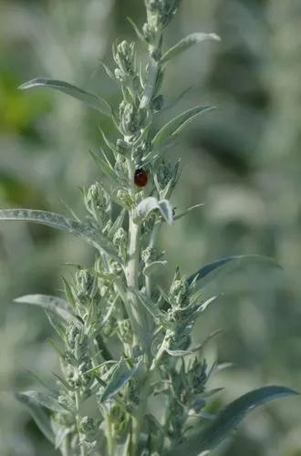 Louisiana sagewort