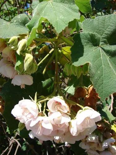 Dombeya